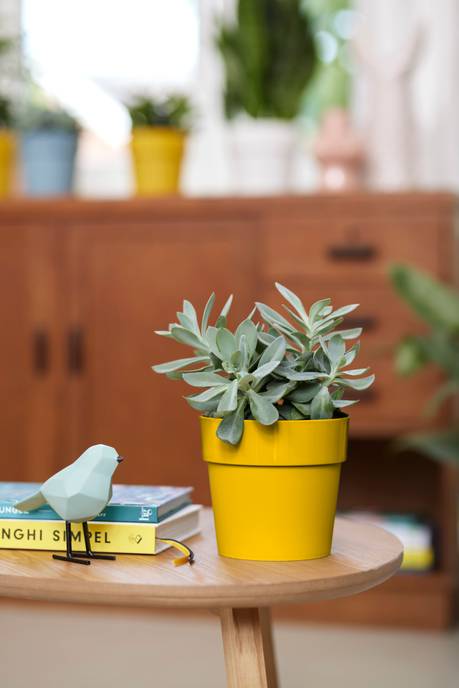 b.for original rond 18cm oker